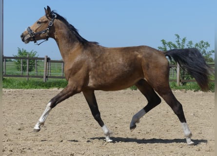 Zangersheider, Stallion, 2 years, 15.2 hh, Buckskin Zangersheider, Stallion, 2 years, 15.2 hh, Buckskin