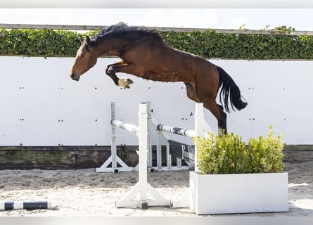 Zangersheider, Stallion, 2 years, 15,2 hh, Brown