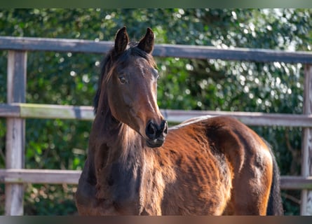 Zangersheider, Stallion, 2 years, 15,2 hh