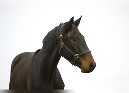 Zangersheider, Stallion, 2 years, 15,3 hh, Smoky-Black