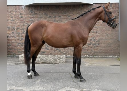 Zangersheider, Stallion, 2 years, 16 hh, Brown