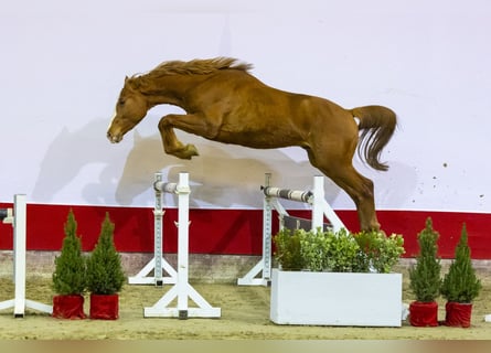 Zangersheider, Stallion, 2 years, 16 hh, Chestnut-Red