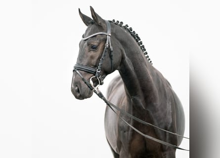 Zangersheider, Stallion, 2 years, 16 hh, Smoky-Black