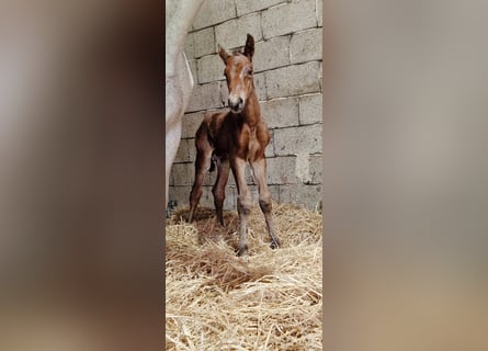 Zangersheider, Stallion, 2 years, 16,1 hh, Brown