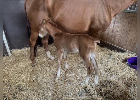 Zangersheider, Stallion, 2 years, Chestnut