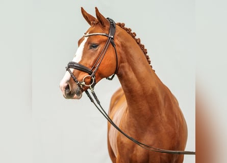 Zangersheider, Stallion, 2 years, Chestnut