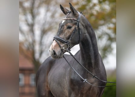 Zangersheider, Stallion, 2 years, Gray