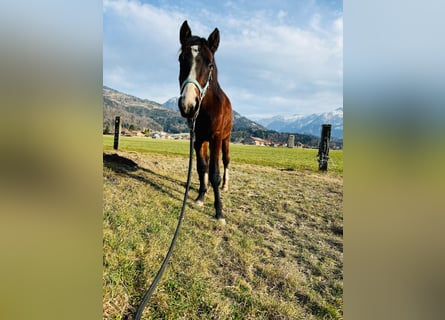 Zangersheider, Stallion, 3 years, 13.2 hh, Brown