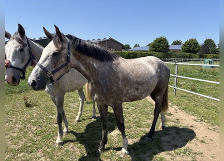 Zangersheider, Stallion, 3 years, 15,2 hh, Gray