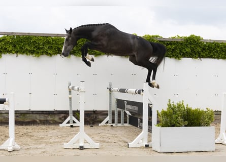 Zangersheider, Stallion, 3 years, 15,2 hh, Gray