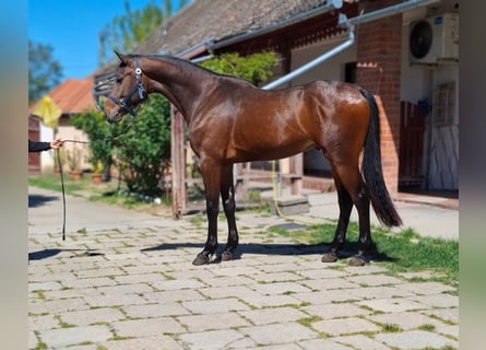 Zangersheider, Stallion, 3 years, 16.1 hh, Bay