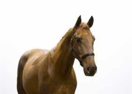 Zangersheider, Stallion, 3 years, 16,1 hh, Chestnut-Red