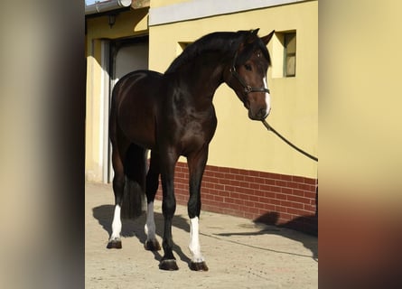 Zangersheider, Stallion, 3 years, 16.2 hh, Bay-Dark