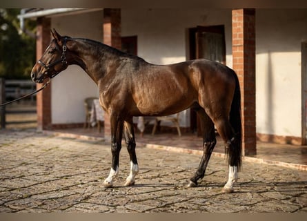 Zangersheider, Stallion, 3 years, 16.2 hh, Bay-Dark