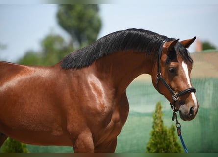 Zangersheider, Hengst, 3 Jahre, 16,2 hh, Rotbrauner