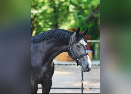 Zangersheider, Stallion, 3 years, 16,2 hh, Gray-Dark-Tan