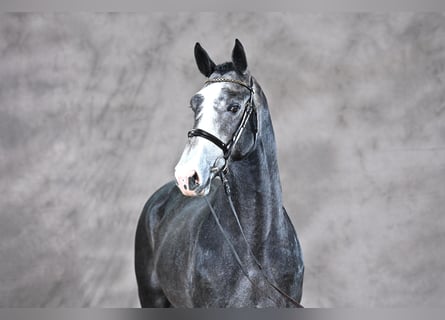 Zangersheider, Stallion, 3 years, 16.2 hh, Gray