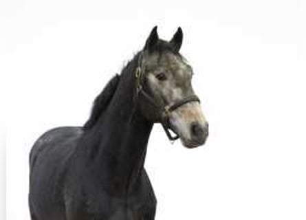 Zangersheider, Stallion, 3 years, 16,2 hh, Gray