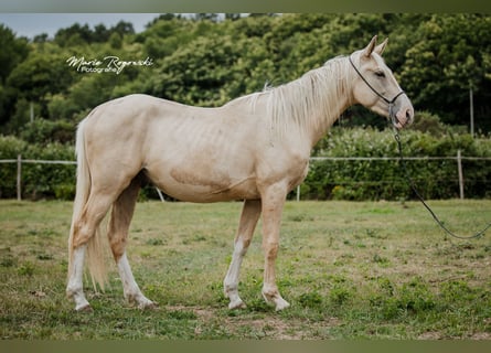 Zangersheider, Stallion, 3 years, 16.2 hh, Palomino
