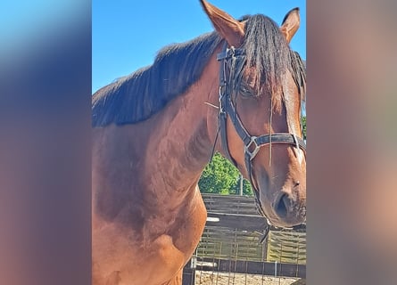 Zangersheider, Stallion, 3 years, 16,3 hh, Brown