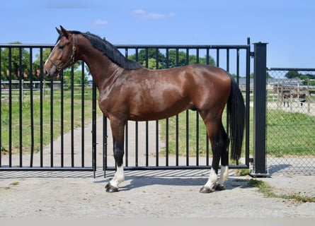 Zangersheider, Stallion, 3 years, 16 hh, Bay