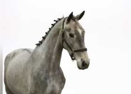 Zangersheider, Stallion, 3 years, 16 hh, Brown