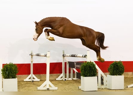 Zangersheider, Stallion, 3 years, 16 hh, Champagne