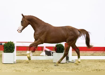 Zangersheider, Stallion, 3 years, 16 hh, Chestnut-Red