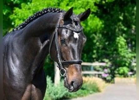 Zangersheider, Stallion, 3 years, 16,1 hh, Black