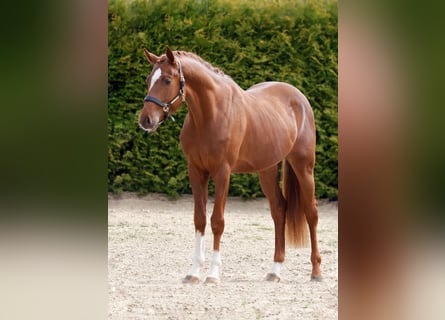 Zangersheider, Stallion, 3 years, 16,1 hh, Chestnut-Red