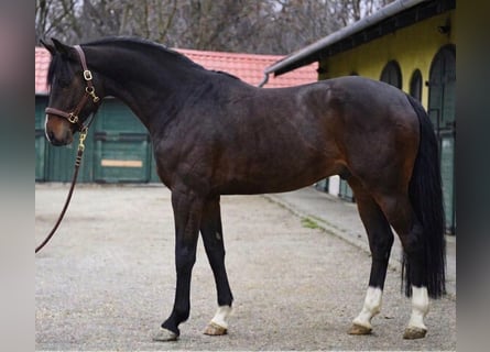 Zangersheider, Stallion, 3 years, 16,2 hh, Bay-Dark