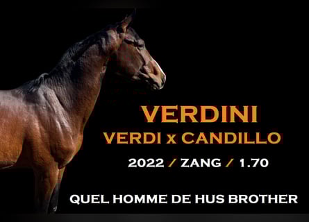 Zangersheider, Stallion, 3 years, 16,2 hh, Bay