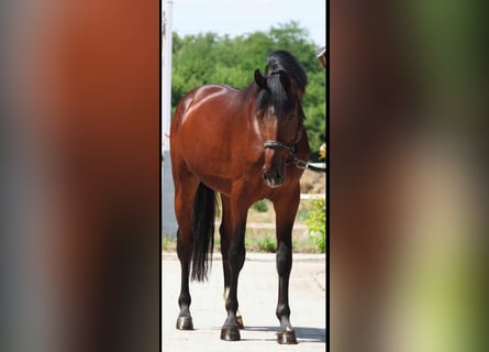 Zangersheider, Stallion, 3 years, 16,2 hh, Brown