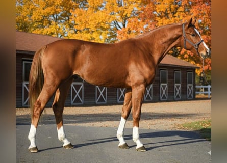 Zangersheider, Stallion, 3 years, 16,2 hh, Chestnut-Red