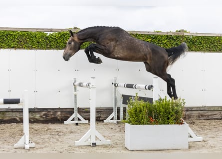 Zangersheider, Stallion, 3 years, 17 hh, Grey