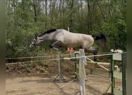 Zangersheider, Stallion, 3 years, 17,2 hh, Grey