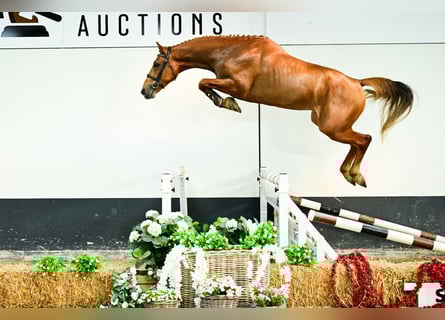 Zangersheider, Stallion, 3 years, Chestnut-Red