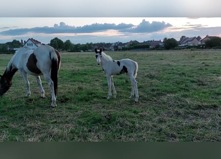 Zangersheider, Stallion, 3 years, Pinto