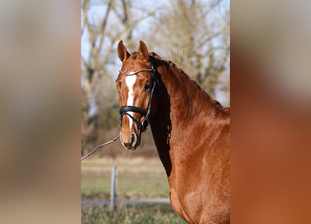 Zangersheider, Stallion, 4 years, 15,1 hh, Chestnut-Red