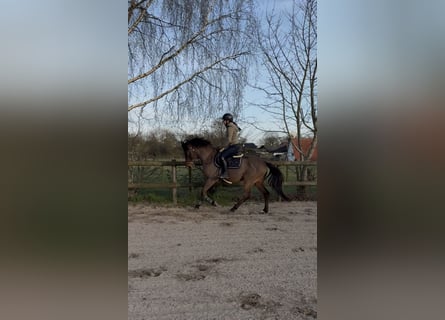 Zangersheider, Stallion, 4 years, 15 hh, Brown
