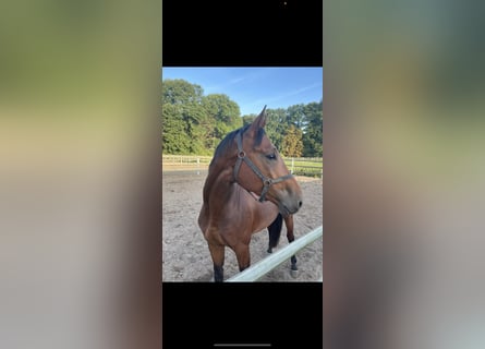 Zangersheider, Stallion, 4 years, 16.1 hh, Brown