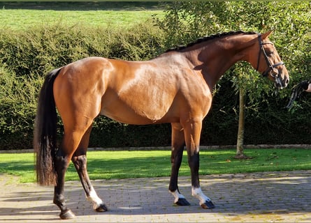 Zangersheider, Stallion, 4 years, 16.1 hh, Brown
