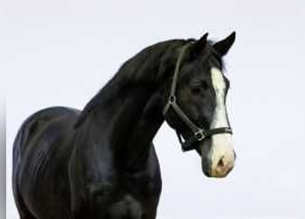 Zangersheider, Stallion, 4 years, 16,1 hh, Smoky-Black