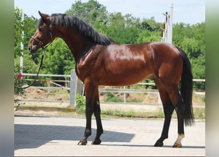 Zangersheider, Stallion, 4 years, 16.2 hh, Brown