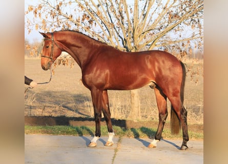 Zangersheider, Stallion, 4 years, 16.2 hh, Brown