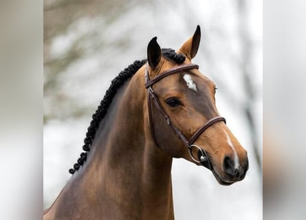 Zangersheider, Stallion, 4 years, 16 hh, Brown