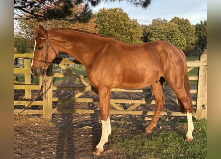 Zangersheider, Stallion, 4 years, 16,1 hh, Chestnut-Red