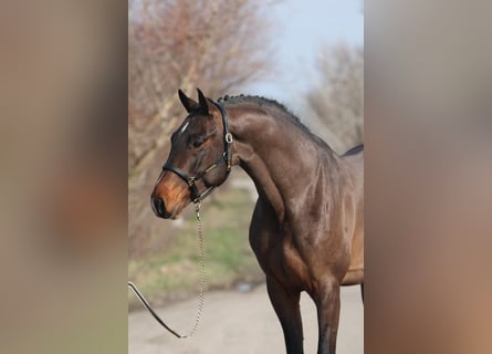 Zangersheider, Stallion, 4 years, 16,2 hh, Bay-Dark Zangersheider, Stallion, 4 years, 16,2 hh, Bay-Dark
