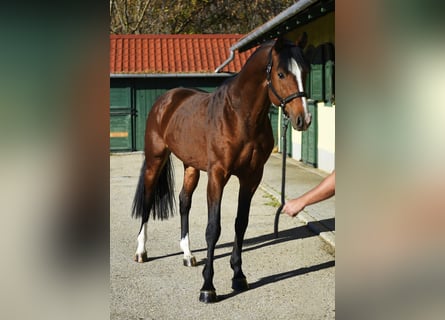 Zangersheider, Stallion, 4 years, 16,2 hh, Brown