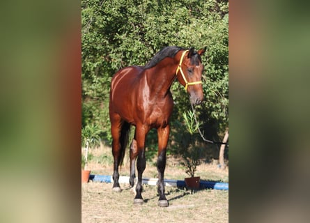 Zangersheider, Stallion, 4 years, 16,2 hh, Brown